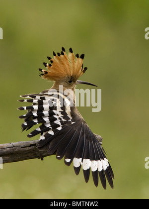 Wiedehopf mit Flügel angehoben Stockfoto