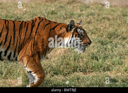 Alert Tiger im Innern des Gehäuses in Neu Delhi Zoo zu Fuß Stockfoto