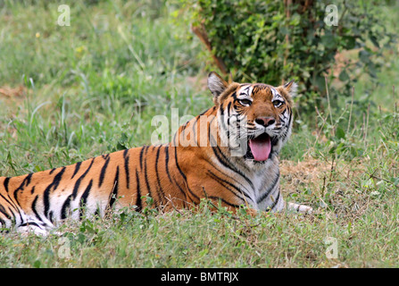 Tiger sitzend in seinem Gehege im Zoo New Delhi, Indien Stockfoto