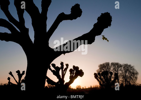 Silhouette verfing Tilleul / Linden, Indre-et-Loire, Frankreich. Stockfoto