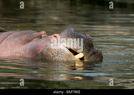 Nilpferd im kühlen Wasser in Neu Delhi Zoo Stockfoto