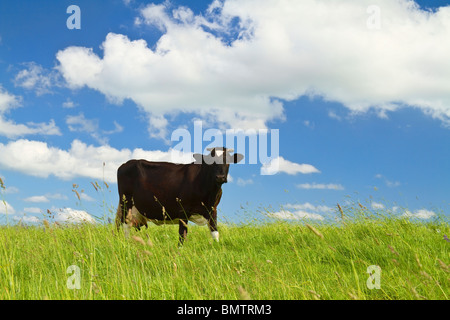 Kuh frisst grass Stockfoto