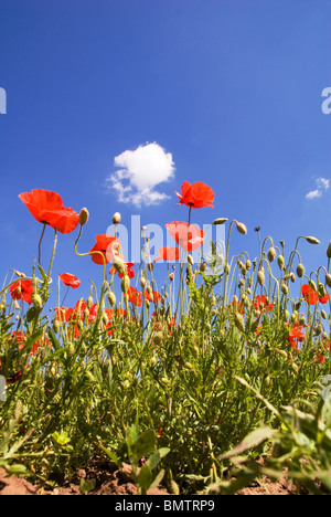 Ein Teppich aus Mohnblumen auf ein Naturschutzgebiet im englischen Worcestershire Stockfoto