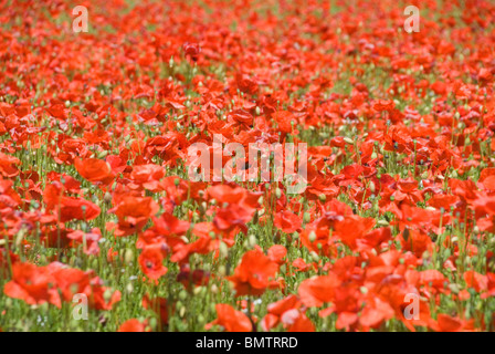 Ein Teppich aus Mohnblumen auf ein Naturschutzgebiet im englischen Worcestershire Stockfoto