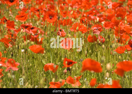 Ein Teppich aus Mohnblumen auf ein Naturschutzgebiet im englischen Worcestershire Stockfoto