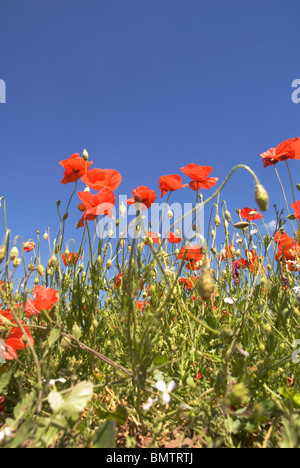 Ein Teppich aus Mohnblumen auf ein Naturschutzgebiet im englischen Worcestershire Stockfoto