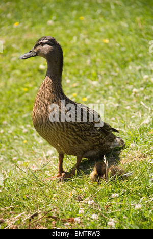 Weibliche Stockente (Anas Platyrhynchos) herausschauen für ihre Geschwister als einer nimmt einen Rest an ihrer Seite Stockfoto