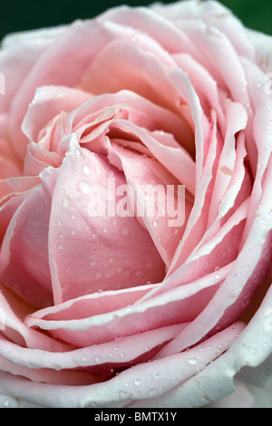 Rosen, Blumen, Hobbys, Garten, grün, Natur