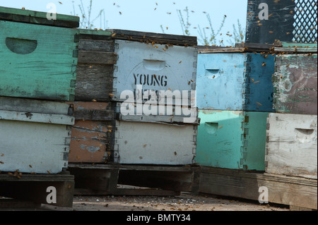 Bienenstöcke auf Tieflader geparkt auf Straße in der Nähe von Kirschgarten im Frühjahr die Blüten bestäuben. Stockfoto