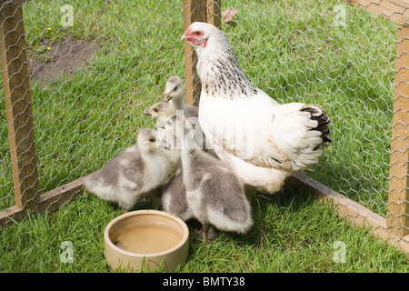 'Silkie' X cross Light Sussex, Inland, broody Henne als Pflegemutter unter der Leitung von Bar Goose (Anser Indicus), Gänsel. Stockfoto