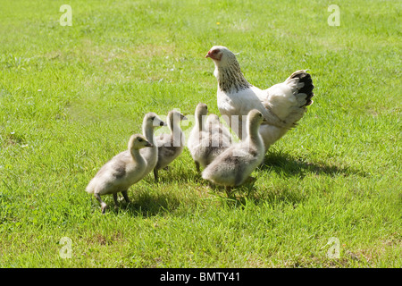 'Silkie' X cross Light Sussex, Inland, broody Henne als Pflegemutter unter der Leitung von Bar Goose (Anser Indicus), Gänsel. Stockfoto