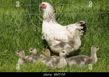 'Silkie' X cross Light Sussex, Inland, broody Henne als Pflegemutter unter der Leitung von Bar Goose (Anser Indicus), Gänsel. Stockfoto