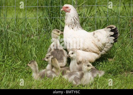 'Silkie' X cross Light Sussex, Inland, broody Henne als Pflegemutter unter der Leitung von Bar Goose (Anser Indicus), Gänsel. Stockfoto