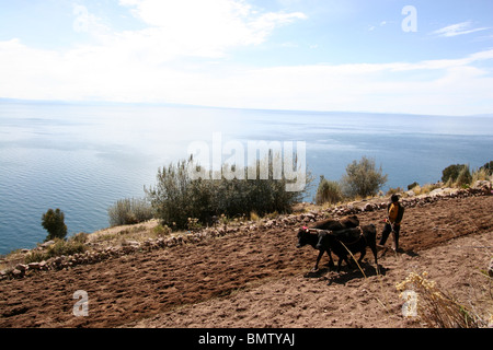 Landwirtschaft auf der Insel Taquile, Titicacasee, Peru. Stockfoto