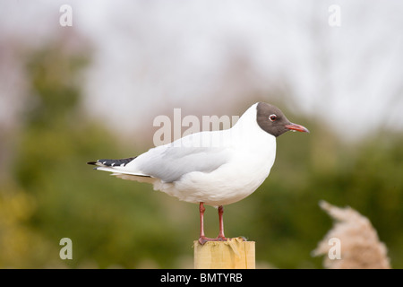 Lachmöwe (Larus Ridibundus). Erwachsenen in der Zucht Gefieder. Stockfoto