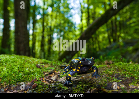 Firesalamander Feuersalamander in Natur Salamandra Salamandra alpine wahren CLOSEUP CLOSE UP in Moos Wald Ambiente MAKRO Makro Stockfoto