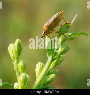 Bischöfe Mitre Shield Bug (Aelia Acuminata), Erwachsene auf einen Blütenstand. Stockfoto