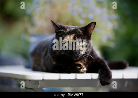 Hauskatze, Hauskatze, Europäisch Kurzhaar (Felis Silvestris F. Catus), dunkle Tier liegen auf einem weißen Gartentisch Stockfoto