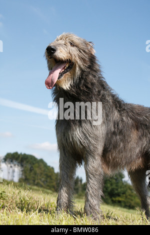 Irischer Wolfshund (Canis Lupus F. Familiaris), stehend auf einer Wiese Stockfoto