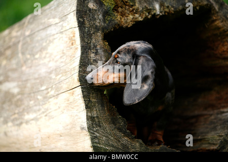 Kurzhaar-Dackel Kurzhaar-Dackel, Haushund (Canis Lupus F. Familiaris), aus einem hohlen Baumstamm, S peering Stockfoto