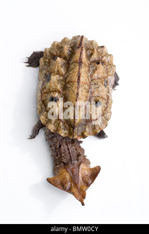 Matamata Schildkröte (Chelys Fimbriatus). Dorsale Ansicht.