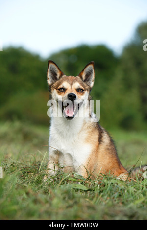 Norwegischer Lundehund (Canis Lupus F. Familiaris), sitzen auf einer Wiese, keuchend, Deutschland Stockfoto