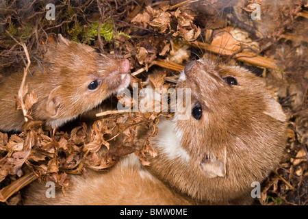 Wiesel (Mustela Nivalis). Paar in Hütte nisten; weibliche links, nähert sich größere Männchen, rechts. Stockfoto