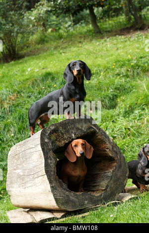 Kurzhaar-Dackel Kurzhaar-Dackel, Haushund (Canis Lupus F. Familiaris), drei Personen mit einem hohlen Tre Stockfoto