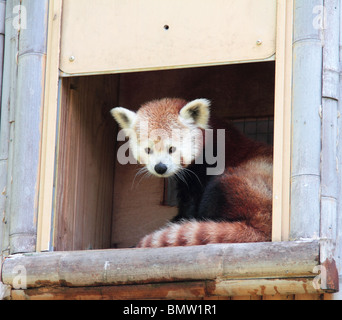 Der rote Panda Ailurus Fulgens oder leuchtende Katze. Stockfoto