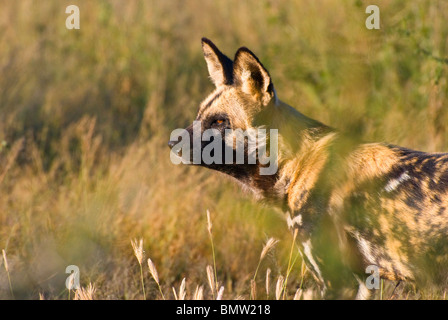 Wildhund (LYKAON Pictus) - single adult Wildhund in Nahaufnahme in hohe Gräser - Okonjima, Damaraland, Namibia, Süd Afrika Stockfoto