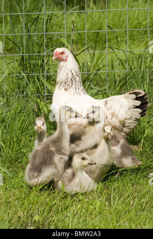 'Silkie' X cross Light Sussex, Inland, broody Henne als Pflegemutter unter der Leitung von Bar Goose (Anser Indicus), Gänsel. Stockfoto