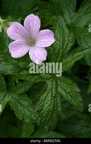 Rosa Garten Storchschnabel Geranium Endressii besessenen Ness Botanical Gardens, Wirral, UK Stockfoto