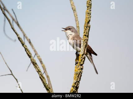 Lesser Whitethroat, Sylvia Curruca, einziger Vogel singen, Gloucestershire, Juni 2010 Stockfoto