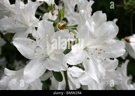 Weiße Azalee Blüten mit gelben Splash am Ness Botanic Gardens, Wirral, UK Stockfoto