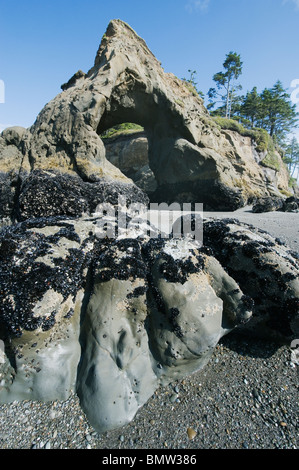 Bogen und Seastacks, Tunnel-Insel, Quinault-Indianer-Reservat, Washington, Pacific Coast USA Stockfoto