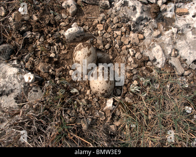 Stein-Brachvogel, Burhinus Oedicnemus, Eiern im Nest, Bulgarien, Mai 2010 Stockfoto