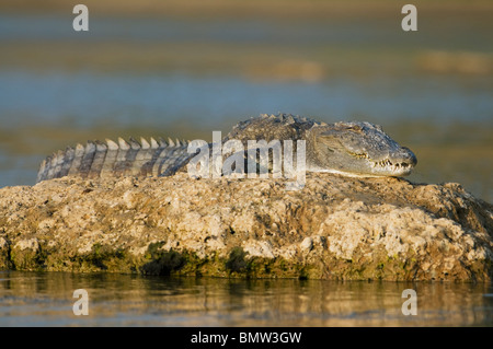 Straßenräuber oder Sumpf-Krokodil (Crocodylus Palustris) Chambal River, Madhya Pradesh Indien. Stockfoto