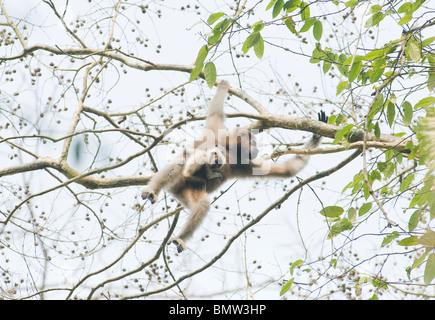 Westlichen Hoolock Gibbons (Hoolock Hoolock) Gibbon Wildlife Sanctuary, Assam, Indien - WILD - Mutter und baby Stockfoto