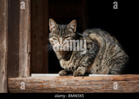 Hauskatze, Hauskatze, Europäisch Kurzhaar (Felis Silvestris F. Catus), sitzt auf der Fensterbank von einem Holzgebäude lookin Stockfoto