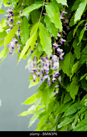 Lila Blüte Wisteria - mit Blättern, während der Blüte - in der Regel die Blüten erscheinen vor den Blättern. Stockfoto