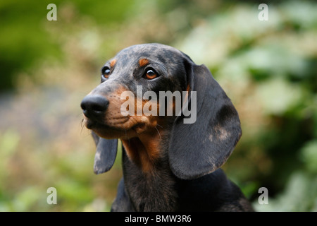 Kurzhaar-Dackel Kurzhaar-Dackel, Haushund (Canis Lupus F. Familiaris), Porträt, Deutschland Stockfoto