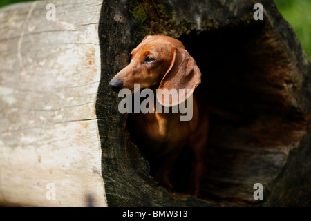 Kurzhaar-Dackel Kurzhaar-Dackel, Haushund (Canis Lupus F. Familiaris), spähte aus einem hohlen Baumstamm, G Stockfoto