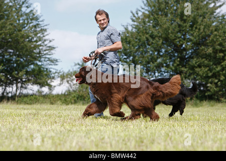Neufundland (Canis Lupus F. Familiaris) Mann zu Fuß durch eine Wiese mit zwei Hunde an der Leine Stockfoto