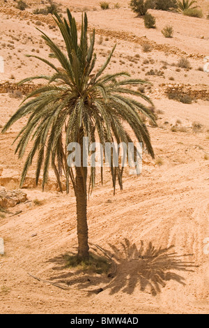 Eine Palme wirft einen grünen Schatten auf trockenen Boden in Tunesien. Stockfoto