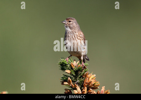 Hänfling, Zuchtjahr Cannabina, alleinstehende Frau gehockt Stechginster, Staffordshire, Juni 2010 Stockfoto