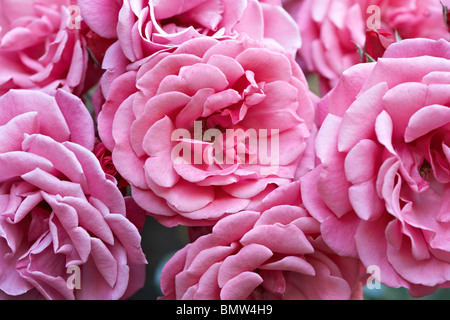 Kletterrose Stockfoto