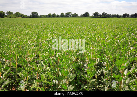 Eine Ernte von dicken Bohnen angebaut auf einem Bauernhof Norfolk in England, Vereinigtes Königreich. Stockfoto