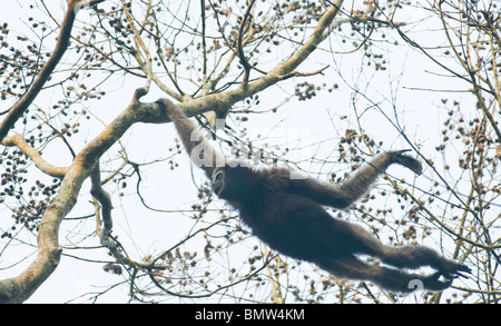 Westlichen Hoolock Gibbons (Hoolock Hoolock) Gibbon Wildlife Sanctuary, Assam, Indien - WILD - weiblich hangeln Stockfoto