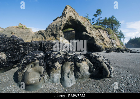 Bogen und Seastacks, Tunnel-Insel, Quinault-Indianer-Reservat, Washington, Pacific Coast USA Stockfoto