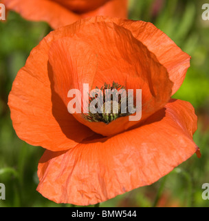 Ein Teppich aus Mohnblumen auf ein Naturschutzgebiet im englischen Worcestershire Stockfoto